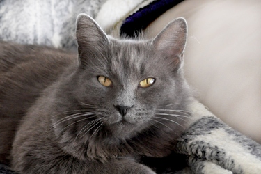 [picture of Cinder, a Domestic Medium Hair gray cat]