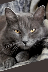[picture of Cinder, a Domestic Medium Hair gray cat]