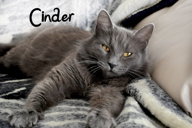 [picture of Cinder, a Domestic Medium Hair gray cat]