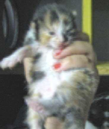 [picture of , a Domestic Short Hair calico\ cat] 
