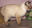 A picture of #NS03804: Alex a Siamese sealpoint