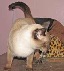 [picture of Alex, a Siamese sealpoint cat]