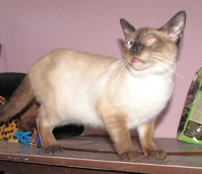 [picture of Alex, a Siamese sealpoint cat]