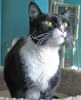 A picture of #NS03805: Storm AKA Nema a Domestic Short Hair black/white