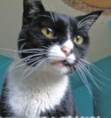 [another picture of Storm AKA Nema, a Domestic Short Hair black/white\ cat] 