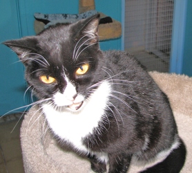 [picture of Storm AKA Nema, a Domestic Short Hair black/white cat]