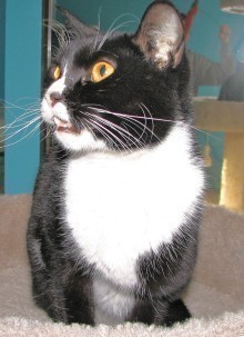 [picture of Storm AKA Nema, a Domestic Short Hair black/white\ cat] 