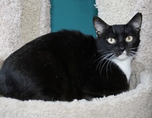 [another picture of Nelly, a Domestic Short Hair black/white\ cat] 