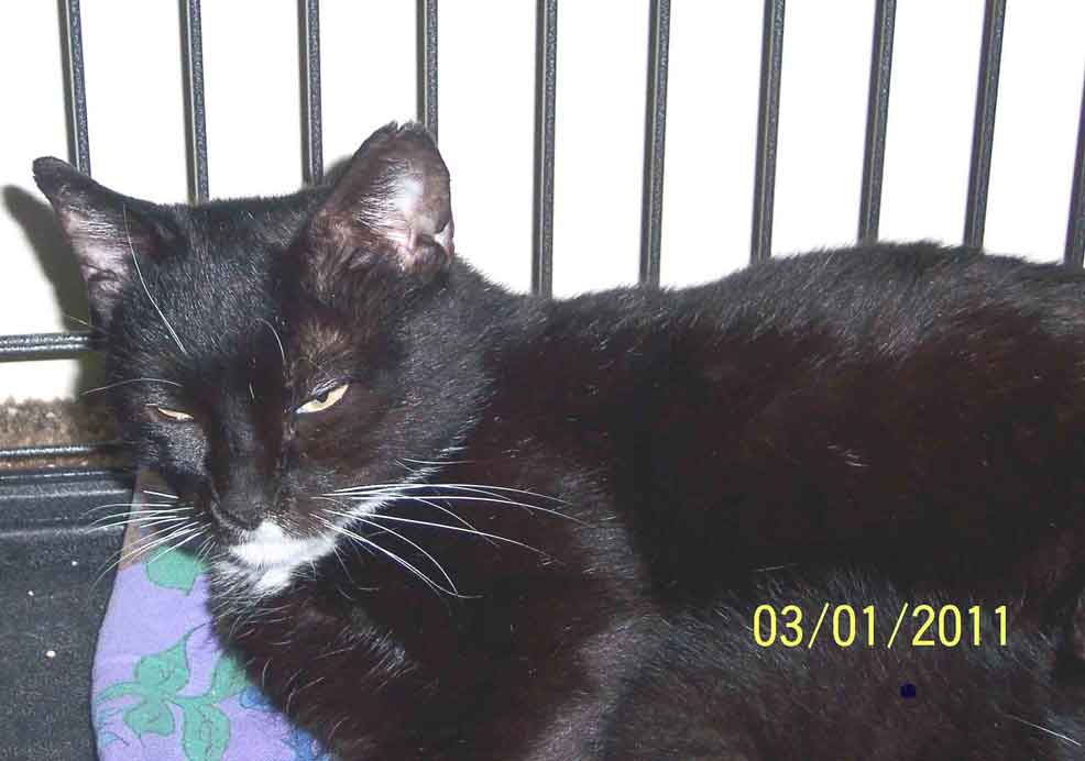 [picture of Nelly, a Domestic Short Hair black/white cat]