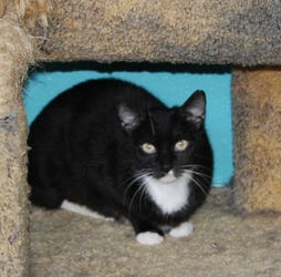 [picture of Nelly, a Domestic Short Hair black/white cat]