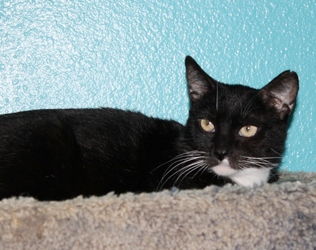 [picture of Nelly, a Domestic Short Hair black/white cat]