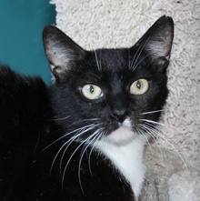 [picture of Nelly, a Domestic Short Hair black/white\ cat] 