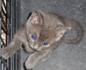 A picture of #NS03807: Trouble a Domestic Short Hair dark gray tabby
