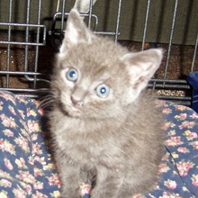 [another picture of Trouble, a Domestic Short Hair dark gray tabby\ cat] 