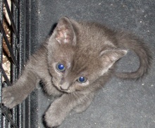 [picture of Trouble, a Domestic Short Hair dark gray tabby\ cat] 