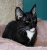 A picture of #NS03808: Sam a Domestic Short Hair black/white