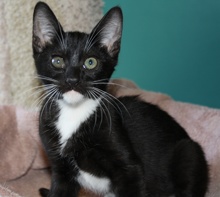 [another picture of Sam, a Domestic Short Hair black/white\ cat] 