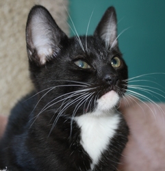 [picture of Sam, a Domestic Short Hair black/white cat]