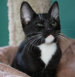 [picture of Sam, a Domestic Short Hair black/white cat]