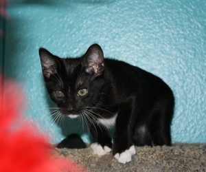 [picture of Sam, a Domestic Short Hair black/white cat]