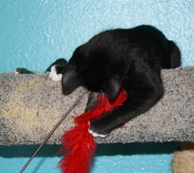 [picture of Sam, a Domestic Short Hair black/white cat]