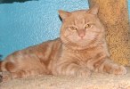 A picture of #NS03812: Butterscotch a Domestic Short Hair orange tabby