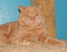 [another picture of Butterscotch, a Domestic Short Hair orange tabby\ cat] 