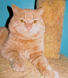 [picture of Butterscotch, a Domestic Short Hair orange tabby cat]