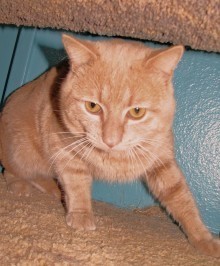 [picture of Butterscotch, a Domestic Short Hair orange tabby\ cat] 
