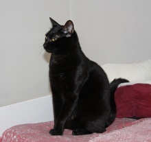 [another picture of Bosco, a Domestic Short Hair black\ cat] 