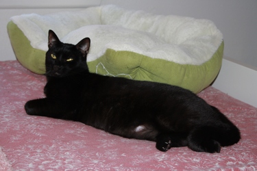 [picture of Bosco, a Domestic Short Hair black cat]