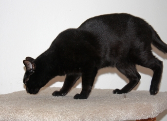 [picture of Bosco, a Domestic Short Hair black cat]