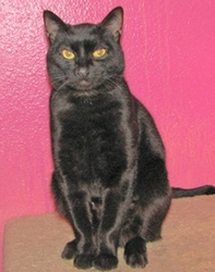 [picture of Bosco, a Domestic Short Hair black cat]