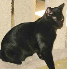 [picture of Bosco, a Domestic Short Hair black\ cat] 