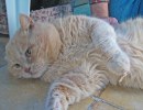 A picture of #NS03814: Spanky a Domestic Short Hair orange tabby