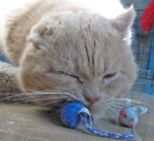 [another picture of Spanky, a Domestic Short Hair orange tabby\ cat] 