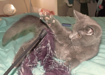 [picture of Spanky, a Domestic Short Hair orange tabby cat]