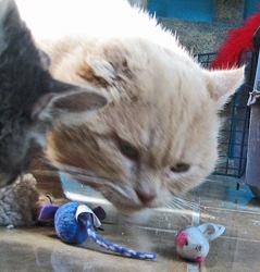 [picture of Spanky, a Domestic Short Hair orange tabby cat]