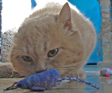 [picture of Spanky, a Domestic Short Hair orange tabby\ cat] 
