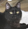 A picture of #NS03815: Kitty Fuzz a Domestic Medium Hair black
