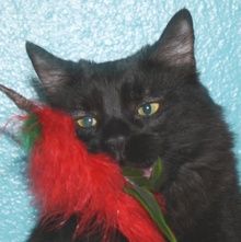 [another picture of Kitty Fuzz, a Domestic Medium Hair black\ cat] 