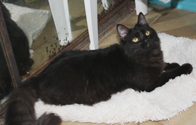 [picture of Kitty Fuzz, a Domestic Medium Hair black cat]