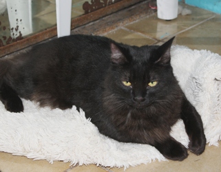 [picture of Kitty Fuzz, a Domestic Medium Hair black cat]