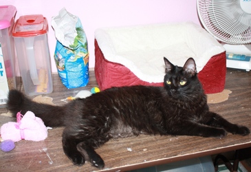 [picture of Kitty Fuzz, a Domestic Medium Hair black cat]