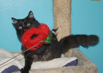 [picture of Kitty Fuzz, a Domestic Medium Hair black cat]