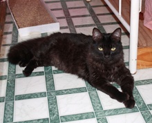 [picture of Kitty Fuzz, a Domestic Medium Hair black\ cat] 