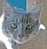 A picture of #NS03816: Toby a Domestic Medium Hair gray tabby