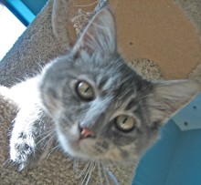[another picture of Toby, a Domestic Medium Hair gray tabby\ cat] 