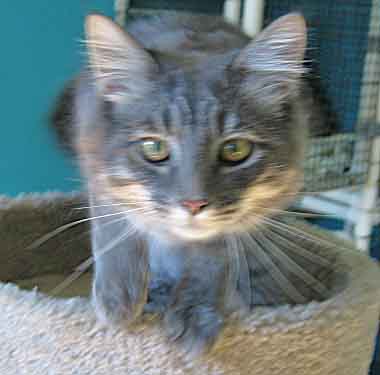 [picture of Toby, a Domestic Medium Hair gray tabby cat]