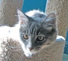 [picture of Toby, a Domestic Medium Hair gray tabby\ cat] 